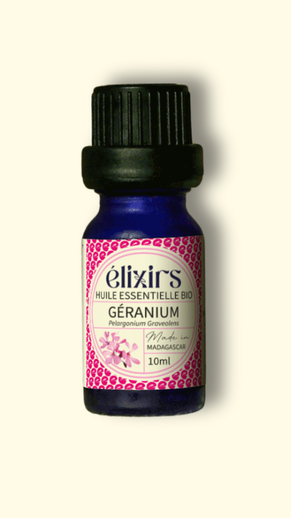 Géranium Bourbon | Pelargonium Graveolens cv Bourbon