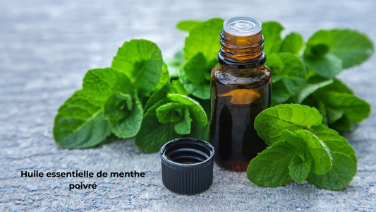 l’huile essentielle menthe poivrée s’impose comme l’incontournable alliée santé et bien-être