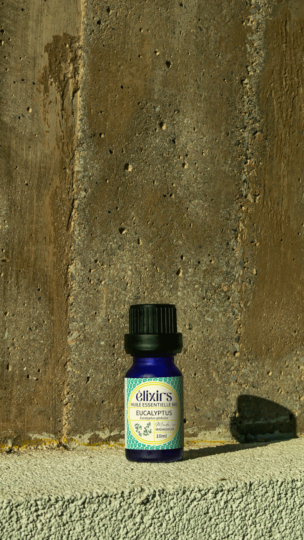 Eucalyptus | Eucalyptus Globulus