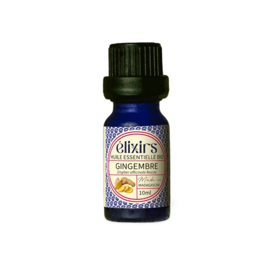 Gingembre | Zingiber officinalis
