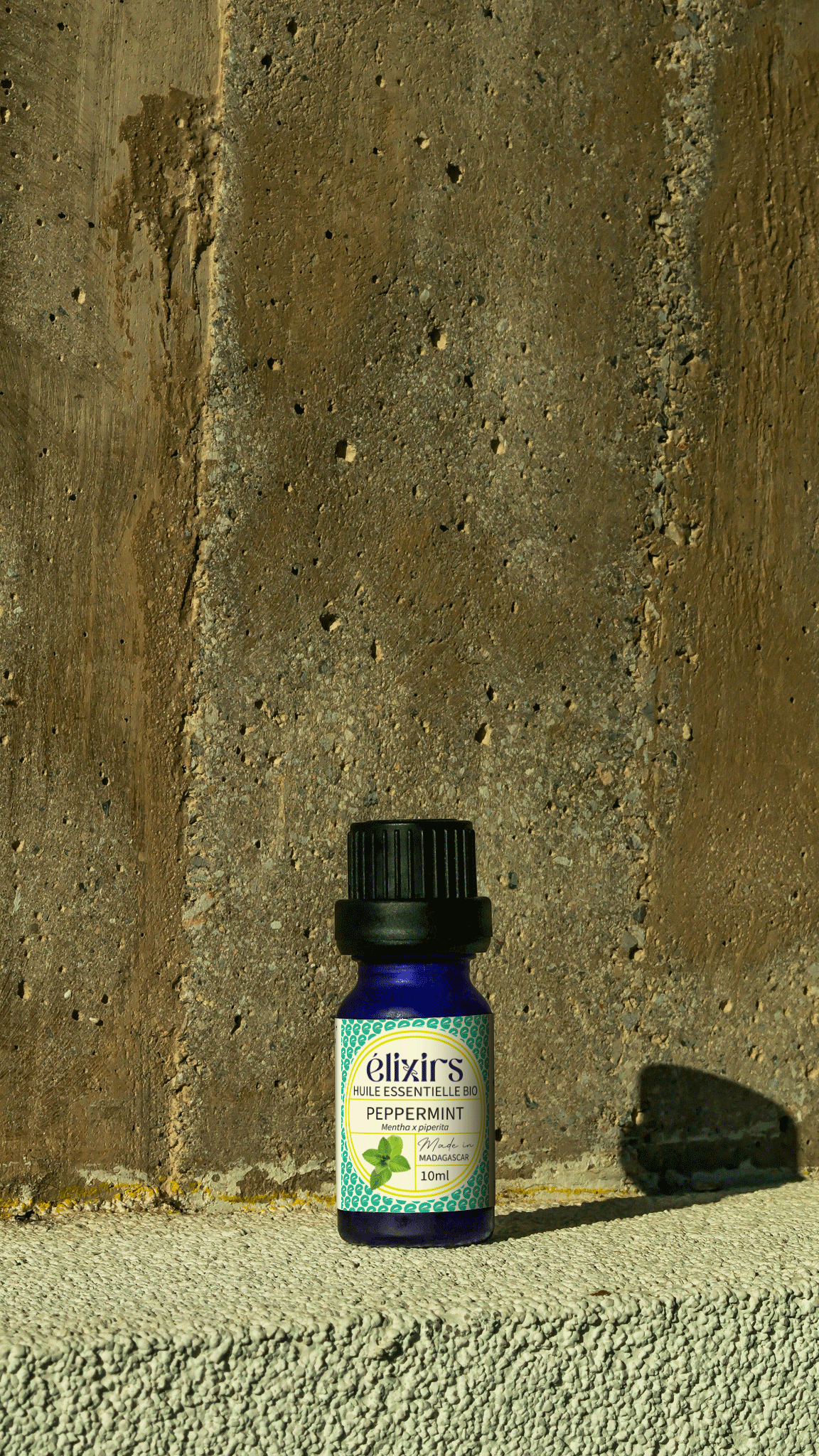 Menthe Poivré (Peppermint) | Mentha x piperita