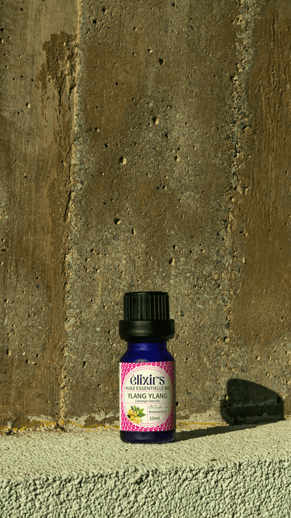 Ylang Ylang | Cananga odorata