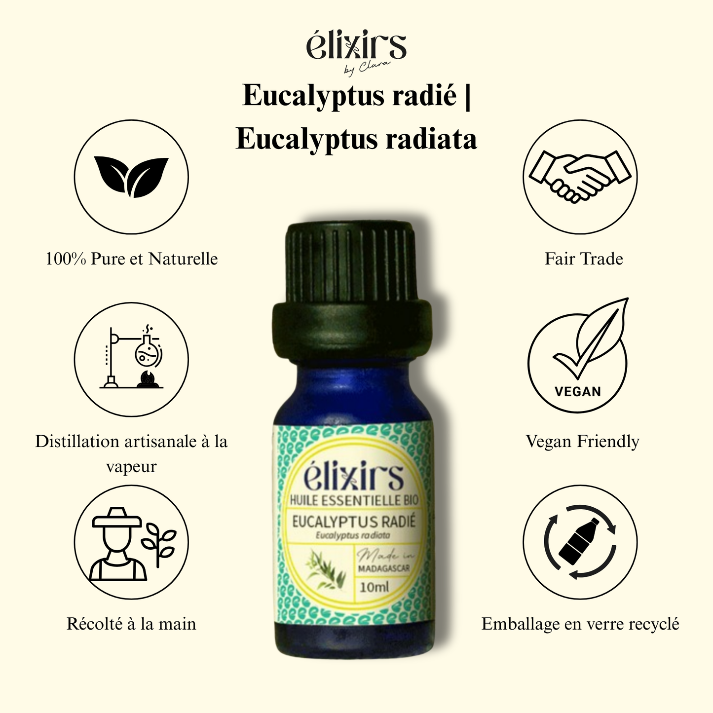 Eucalyptus radié| Eucalyptus radiata