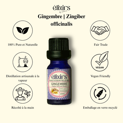 Gingembre | Zingiber officinalis