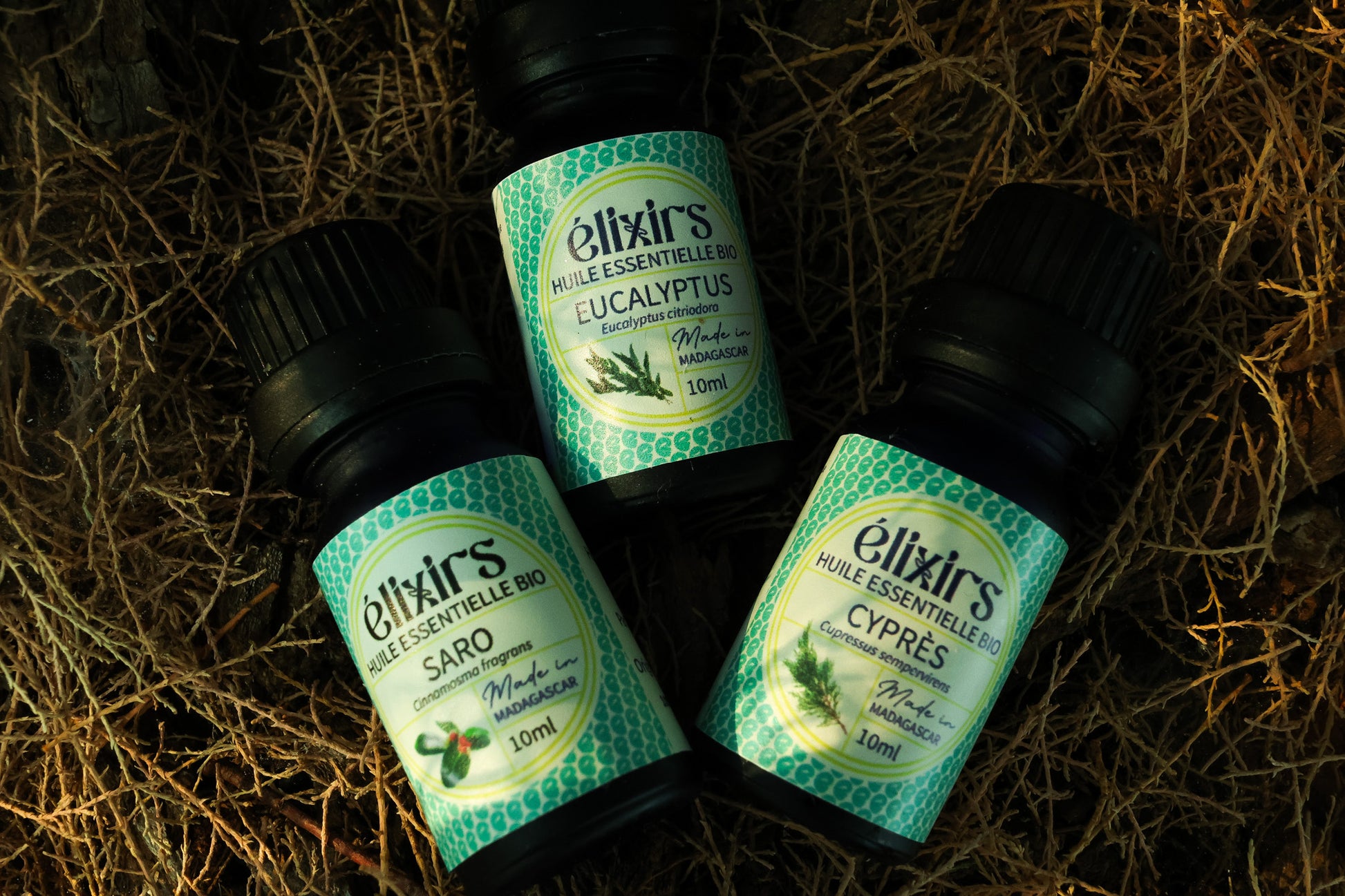 Cyprès | Cupressus sempervirens-ÉLIXIRS de CLARA™️ - Aromathérapie Bio