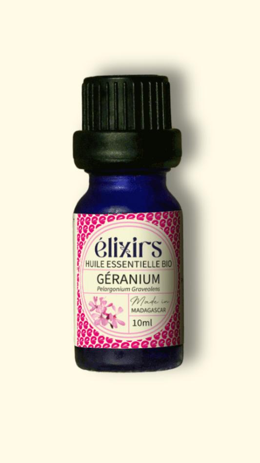 Géranium Bourbon | Pelargonium Graveolens cv Bourbon